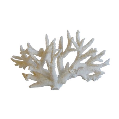 Nautical Natural Ocean Coral Specimen