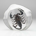 XL Genuine Black Scorpion in Freeform Lucite