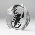 XL Genuine Black Scorpion in Freeform Lucite