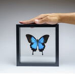 Single Genuine Blue Papilionidae Butterfly in Black Display Frame