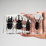 4 Genuine Beetles in Lucite (2 Stags, Rhinoceros Beetle, Long-Horn)