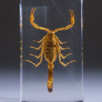 Genuine Large Golden Scorpion in Lucite