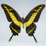 Single Genuine Papilio Thoas Butterfly in Black Display Frame