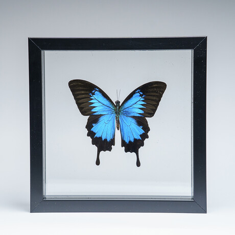 Single Genuine Blue Papilionidae Butterfly in Black Display Frame