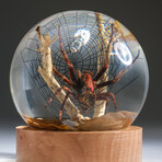 Genuine Spider w/ Web and Fly in Globe with Stand