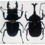 4 Genuine Beetles in Lucite (2 Stags, Rhinoceros Beetle, Long-Horn)