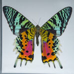 Single Genuine Uraniide Butterfly in Black Display Frame