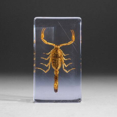 Genuine Large Golden Scorpion in Lucite