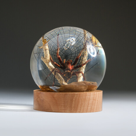 Genuine Spider w/ Web and Fly in Globe with Stand
