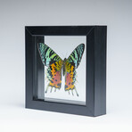 Single Genuine Uraniide Butterfly in Black Display Frame