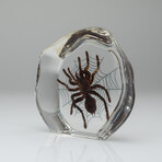 Genuine Tarantula Spider with Web in Freeform Lucite