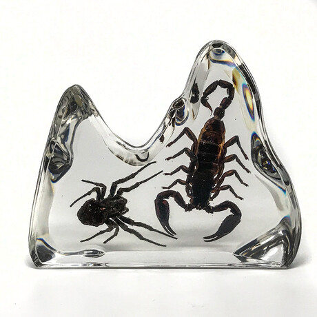 Genuine Scorpion and Fighting Spider in Freeform Lucite