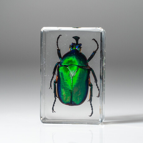 Genuine Small Green Chafer Beetle in Lucite