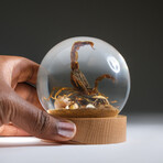 Genuine Golden Scorpion Catching Cricket in Globe with Stand
