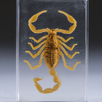 Genuine Small Golden Scorpion in Lucite