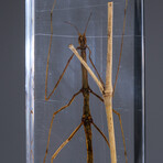 Genuine Stick Bug in Lucite