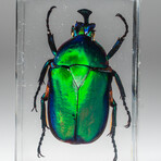 Genuine Green Chafer Beetle in Medium Lucite