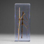 Genuine Stick Bug in Lucite