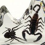 Genuine Scorpion and Fighting Spider in Freeform Lucite
