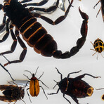 50 Genuine Bugs in Display Frame