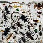 50 Genuine Bugs in Display Frame