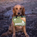 Adventure Medical Kit // Workin' Dog