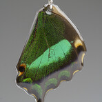 Genuine Emerald Swallowtail Wing Earring v.1