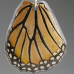 Genuine Monarch Wing Earring v.2