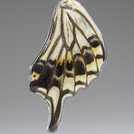 Genuine Asian Swallowtail Wing Earring