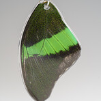 Genuine Emerald Swallowtail Wing Earring v.2