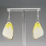 Genuine Lemon Angled Sulfur Wing Earring v.2