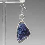 Genuine Blue Buckeye Wing Earring v.1