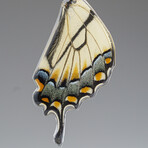 Genuine Yellow Tiger Swallowtail Wing Earring