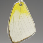 Genuine Lemon Angled Sulfur Wing Earring v.2