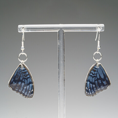 Genuine Blue Buckeye Wing Earring v.2