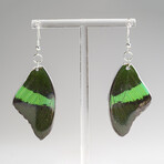 Genuine Emerald Swallowtail Wing Earring v.2