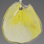 Genuine Lemon Angled Sulfur Wing Earring v.1