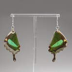 Genuine Emerald Swallowtail Wing Earring v.1