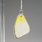 Genuine Lemon Angled Sulfur Wing Earring v.2