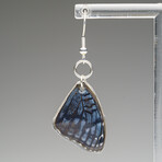 Genuine Blue Buckeye Wing Earring v.2