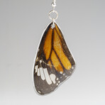 Genuine Monarch Wing Earring v.1