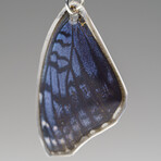 Genuine Blue Buckeye Wing Earring v.1