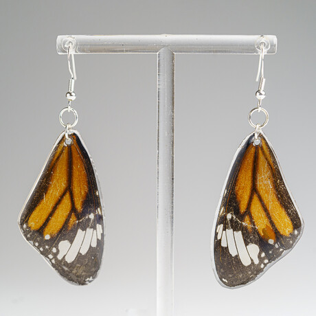 Genuine Monarch Wing Earring v.1