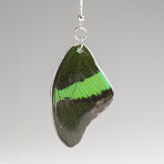 Genuine Emerald Swallowtail Wing Earring v.2