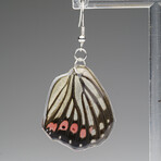 Genuine Pink Spotted Metalmark Wing Earring v.2