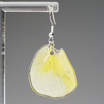 Genuine Lemon Angled Sulfur Wing Earring v.1