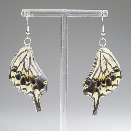 Genuine Asian Swallowtail Wing Earring