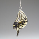 Genuine Asian Swallowtail Wing Earring