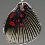 Genuine Pink Spotted Metalmark Wing Earring v.1