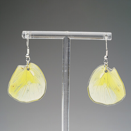 Genuine Lemon Angled Sulfur Wing Earring v.1